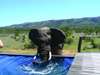 Pumba Msenge Bush Lodge - Elephants 